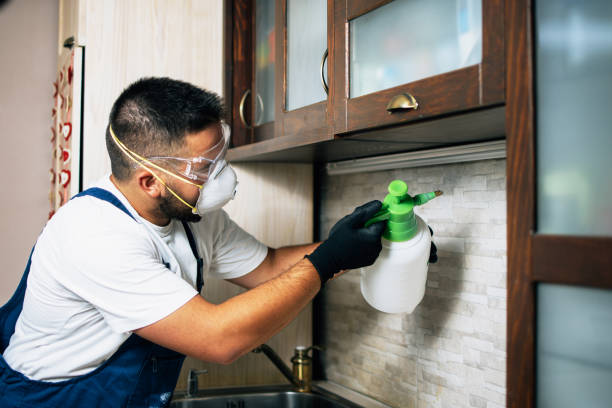 Best Wasp Removal Services  in Spring Park, MN